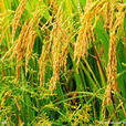 稻米(可食用穀物)
