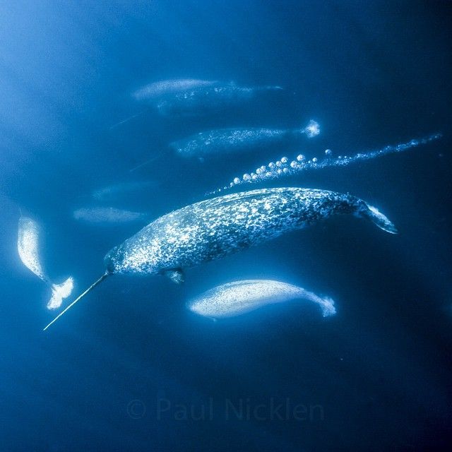 獨角鯨魚