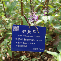 醉魚草