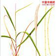絲茅根 絲茅根