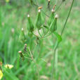 鼠冠黃鵪菜 鼠冠黃鵪菜