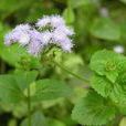 藿香薊屬 藿香薊屬