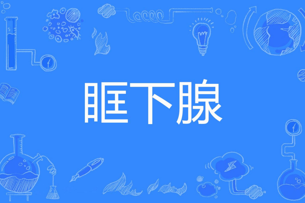 眶下腺 眶下腺