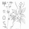 下曲茴芹 下曲茴芹