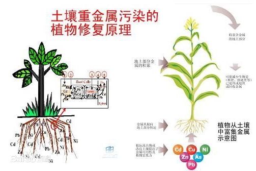 共代謝作用(共代謝效應) 共代謝作用(共代謝效應)