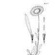紅冠紫菀 紅冠紫菀