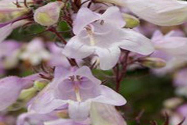 Penstemon digitalis \x27Pocahontas\x27 Penstemon digitalis \x27Pocahontas\x27