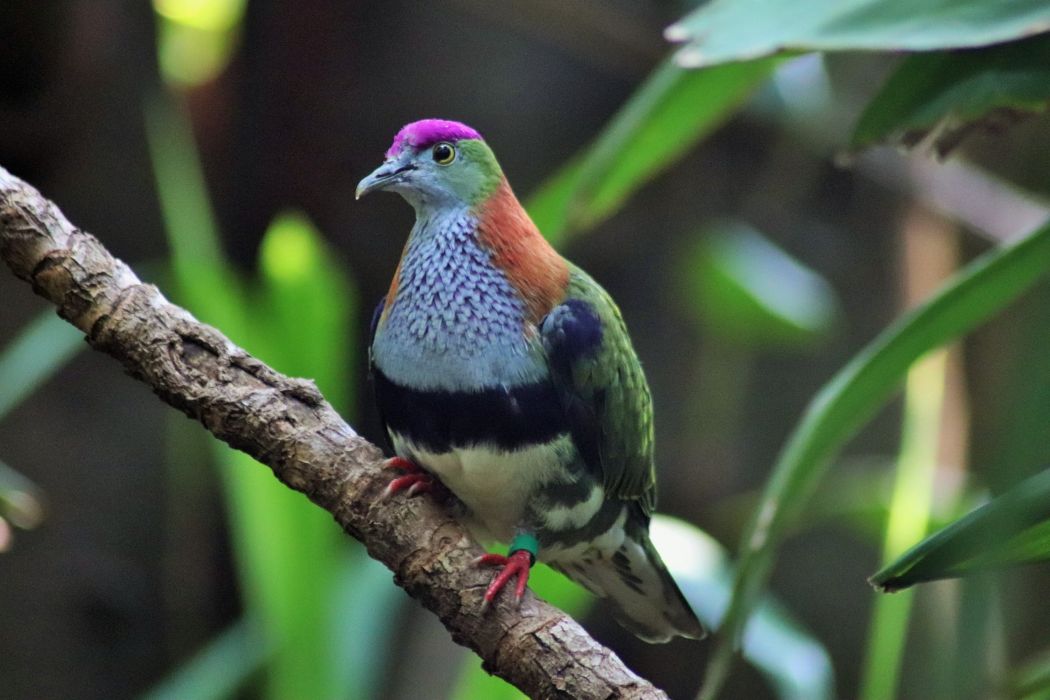 果鳩屬 果鳩屬