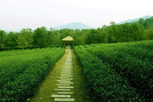 山雲間茶 山雲間茶