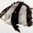 宅泥魚(三間雀魚) 宅泥魚(三間雀魚)