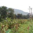 大平寨村(雲南省曲靖市師宗縣龍慶鄉下轄村) 大平寨村(雲南省曲靖市師宗縣龍慶鄉下轄村)