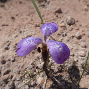 Mastigostyla hoppii