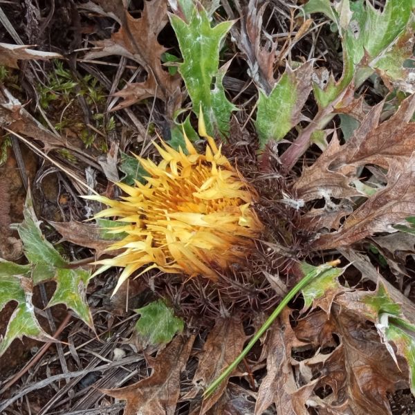 Carlina acanthifolia