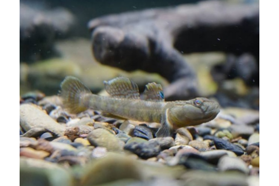 苔鰕虎魚屬