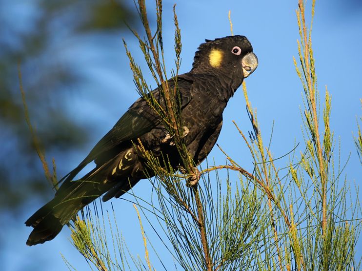 黃尾黑鳳頭鸚鵡