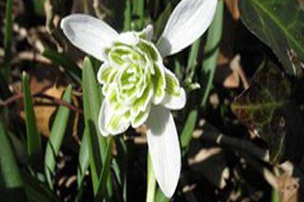 Galanthus nivalis \x27Flore Pleno\x27