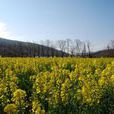 野生油菜花 野生油菜花