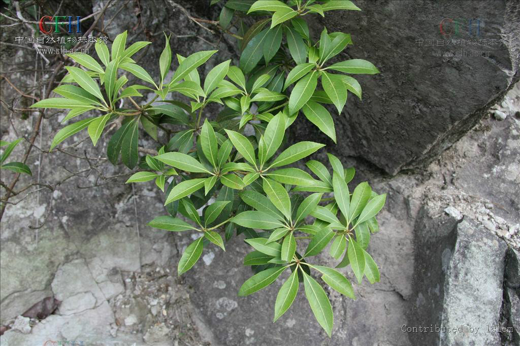 馬醉木屬