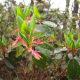 蜜腺杜鵑(習見杜鵑) 蜜腺杜鵑(習見杜鵑)