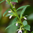 線萼山梗菜 線萼山梗菜