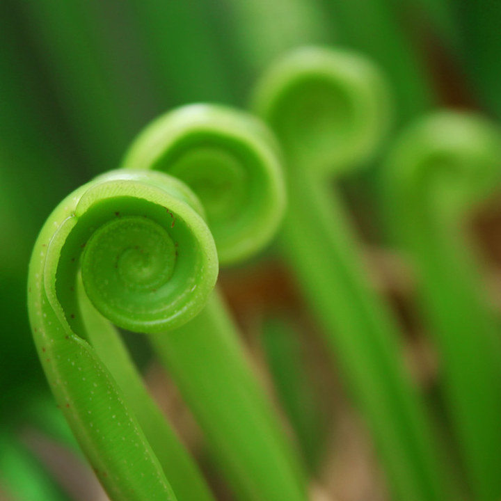 枝脈蕨屬