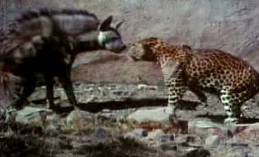縞鬣狗