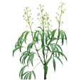 梁王茶(良旺茶(五加科梁王茶屬植物)) 梁王茶(良旺茶(五加科梁王茶屬植物))
