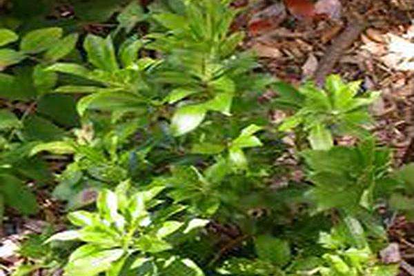 Pieris japonica \x27Valley Valentine\x27 Pieris japonica \x27Valley Valentine\x27