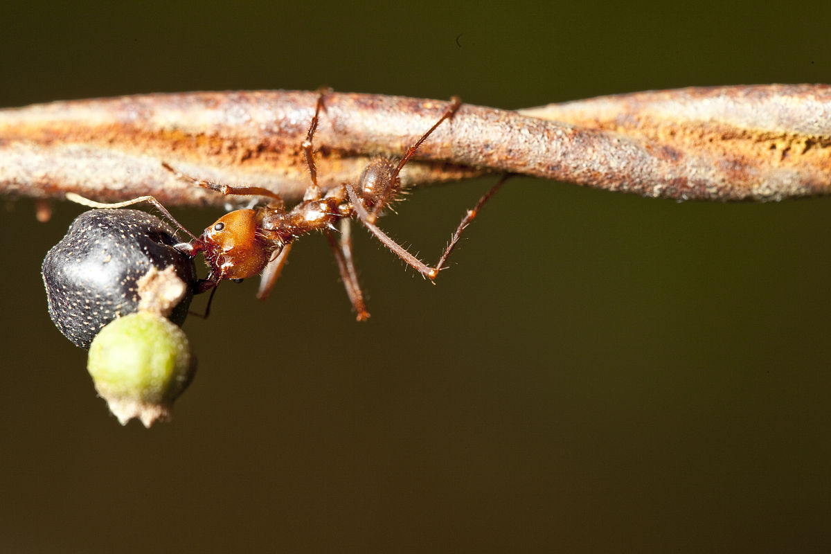 漿果螞蟻