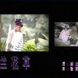 蘭花草(王雪晶演唱歌曲) 蘭花草(王雪晶演唱歌曲)