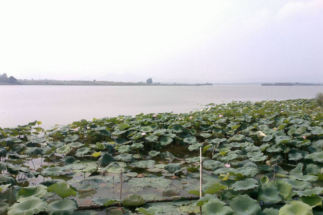 大茶湖 大茶湖