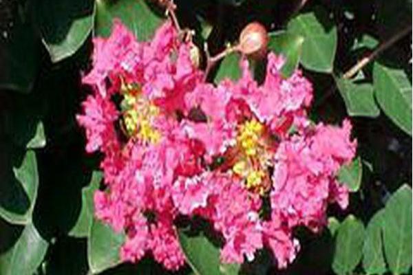 Lagerstroemia indica \x27Whit I\x27 RASPBERRY SUNDAE Lagerstroemia indica \x27Whit I\x27 RASPBERRY SUNDAE