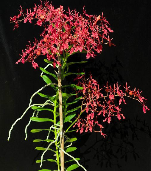 火焰蘭(天門冬目蘭科植物) 火焰蘭(天門冬目蘭科植物)