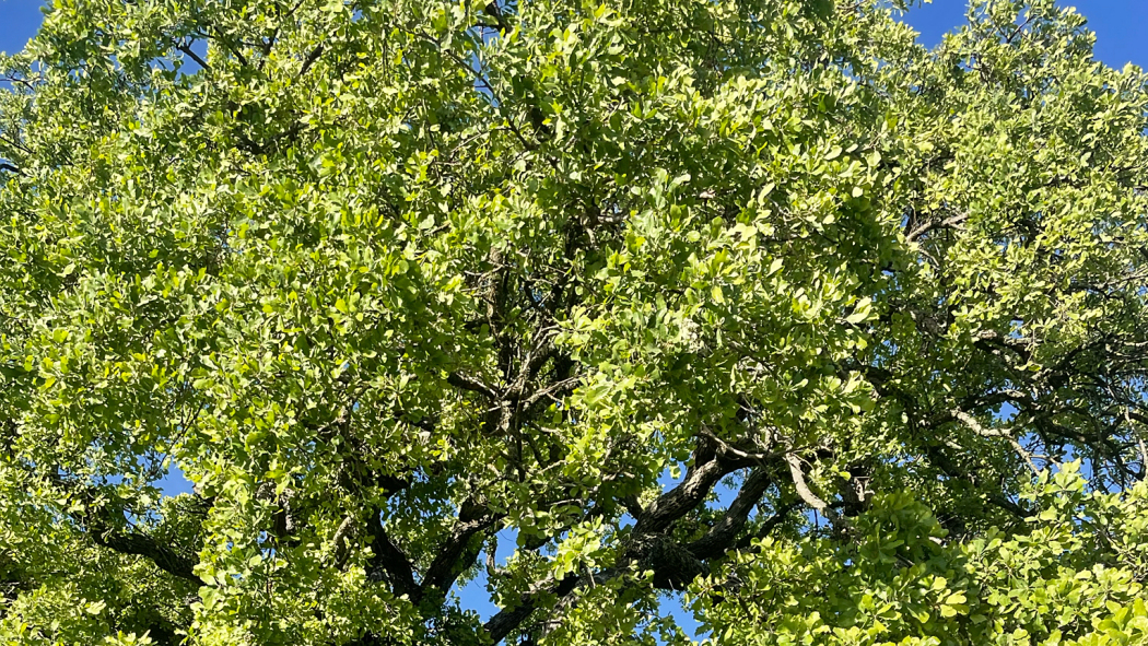 藍櫟