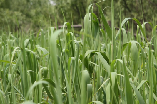 蘆莖(禾本科植物) 蘆莖(禾本科植物)