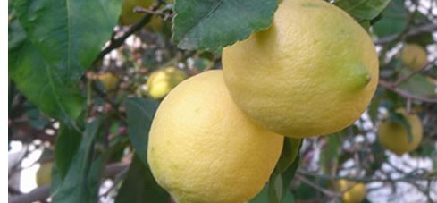 白檸檬