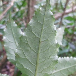 Faujasiopsis flexuosa