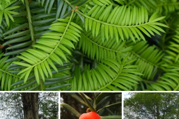 Taxus X hunnewelliana