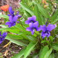 紫花地丁(堇菜科堇菜屬植物)