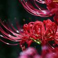 蔓珠莎華 蔓珠莎華
