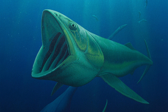 Bonnerichthys gladius Bonnerichthys gladius