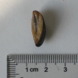 淡水殼菜 淡水殼菜
