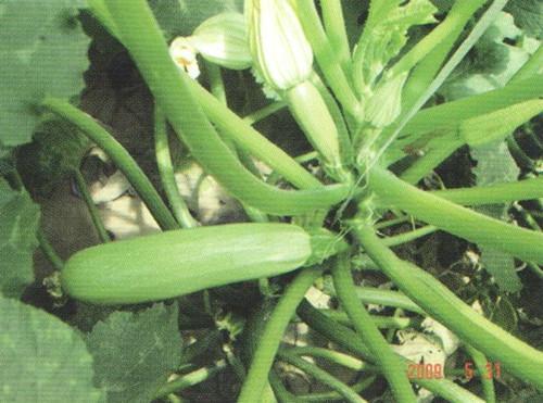 長青王6號 長青王6號
