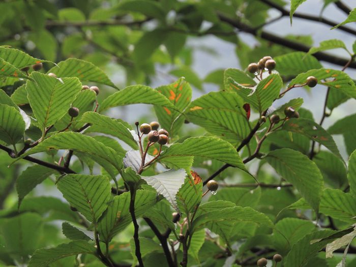 銹色花楸 銹色花楸