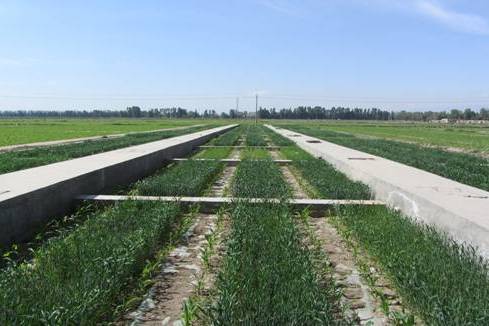 灌漠土 灌漠土