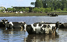 困在洪水裡的牛