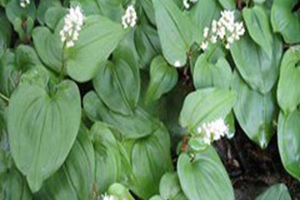 Maianthemum bifolium Maianthemum bifolium