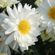 白菊花(桔梗目菊科植物) 白菊花(桔梗目菊科植物)