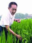 優質水稻