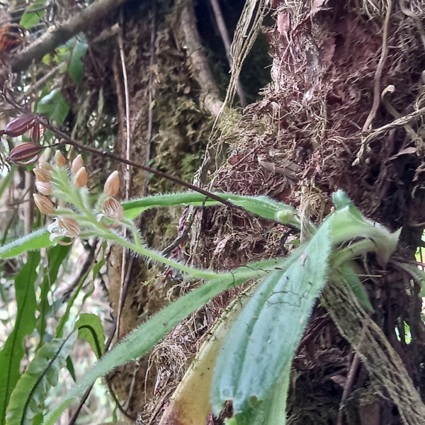 Ponthieva cornuta